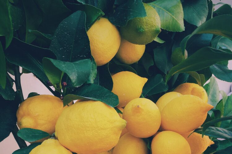 CITRICOS MONICA SL: Una Nueva Propuesta Agrícola en Palma del Río