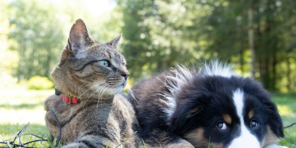 IKKILAND: Nueva Marca de Accesorios para Mascotas Solicita su Registro