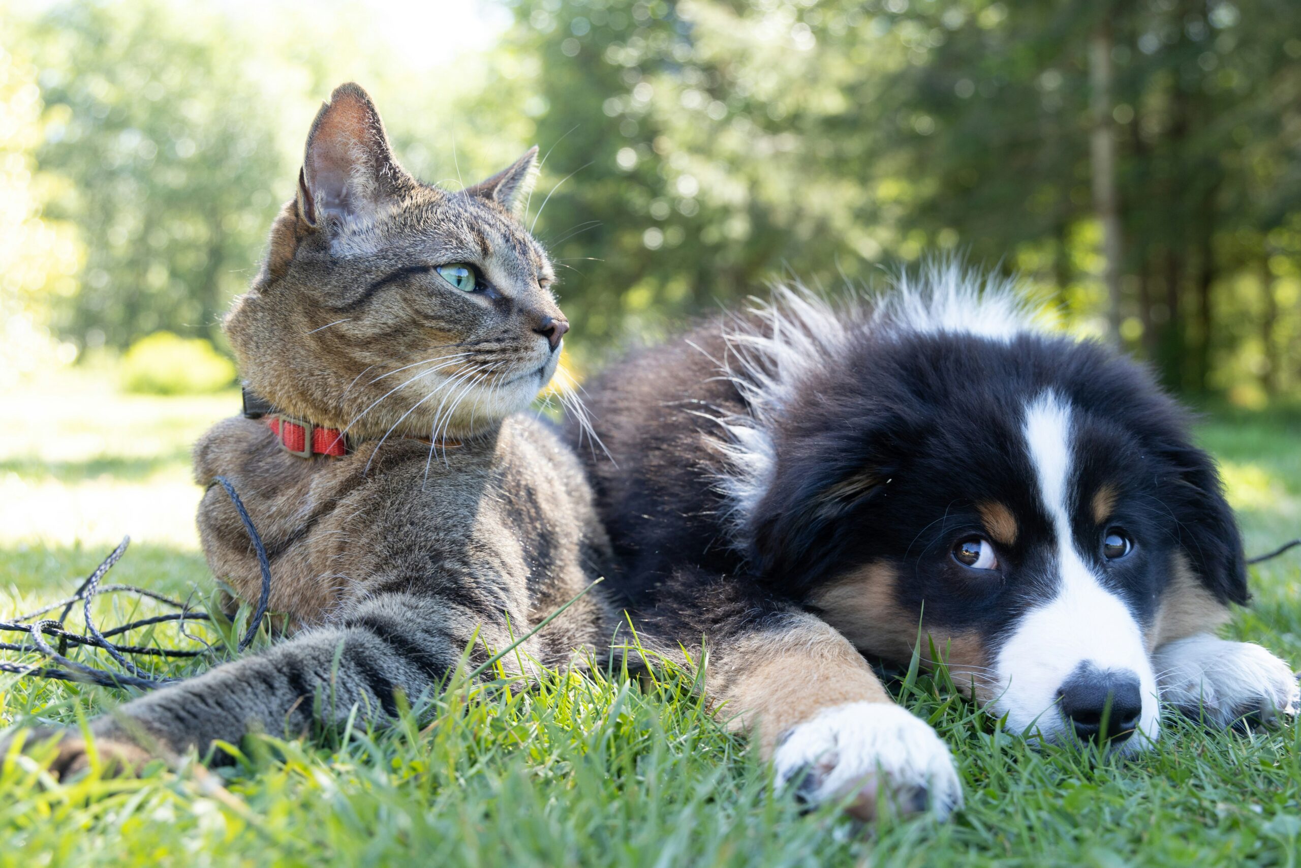 "Eternal Pets" busca ofrecer un último adiós digno a las mascotas amadas