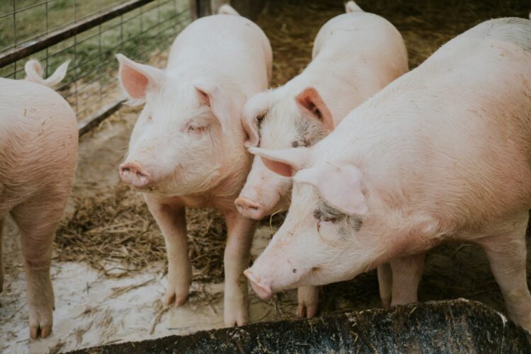 OLIVRA GESTION SL: Desarrollo Agrícola y Ganadero en Montilla