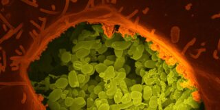 Nueva empresa en Córdoba especializada en epidemiología y salud animal