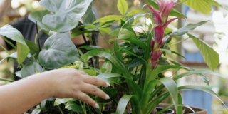 PLANTACIONES VIOREL SL: Creando Belleza y Naturaleza en Palma del R&iacute;o