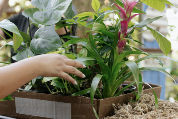 El Ayuntamiento de Córdoba abre licitación para el suministro de plantas para "Patios en Navidad" 2024 y 2025