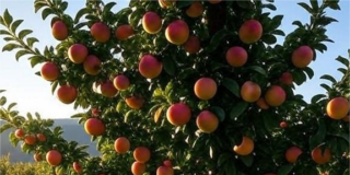 Una nueva empresa se une al sector agrícola en Espejo, ofreciendo un enfoque innovador en el cultivo de frutas.