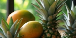 Garpalynav Cuba SL: Sabores Tropicales y Experiencias Gastronómicas en Posadas