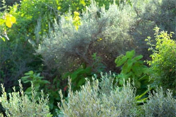 Olivosbarba SL: Diversificaci&oacute;n en Propagaci&oacute;n Vegetal y Servicios en C&oacute;rdoba