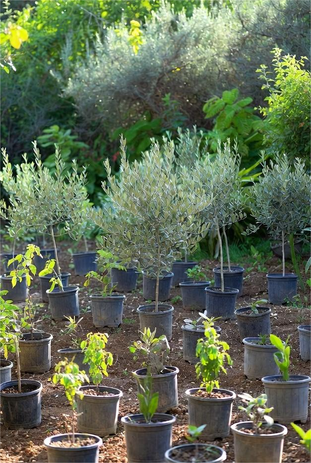 Olivosbarba SL: Diversificación en Propagación Vegetal y Servicios en Córdoba