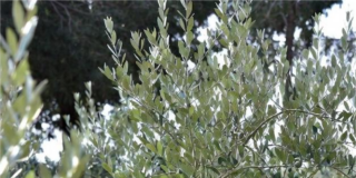 Verdivia SL: Agricultura Sostenible en Espejo