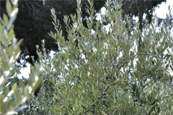 Verdivia SL: Agricultura Sostenible en Espejo