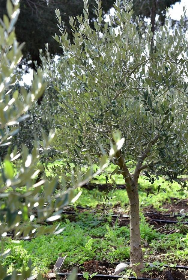 Verdivia SL: Agricultura Sostenible en Espejo