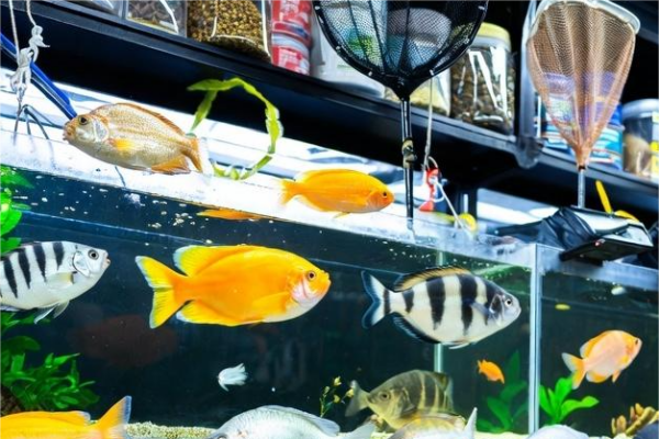 TROPICAL FISH&amp;PRODUCTS 2014 SL: Comercio de Animales y Productos en C&oacute;rdoba