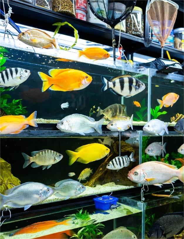 TROPICAL FISH&PRODUCTS 2014 SL: Comercio de Animales y Productos en Córdoba